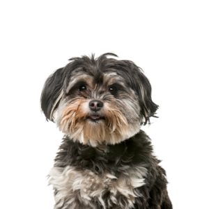Petland Woodlands, TX Shih Poo