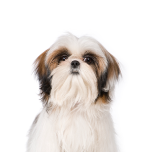 Petland Woodlands, TX Shih Tzu