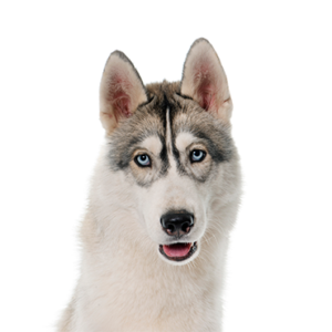 Petland Woodlands, TX Siberian Husky