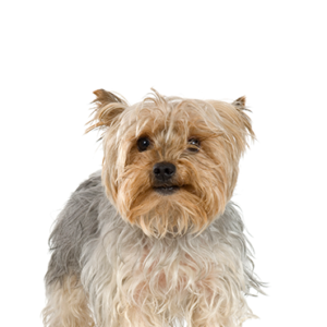 Petland Woodlands, TX Silky Terrier