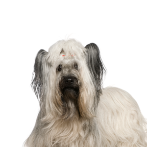 Petland Woodlands, TX Skye Terrier