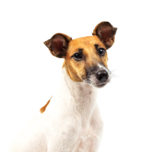 Petland Woodlands, TX Smooth Fox Terrier