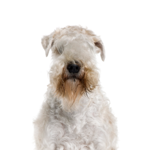 Petland Woodlands, TX Soft Coated Wheaten Terrier