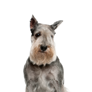 Petland Woodlands, TX Standard Schnauzer