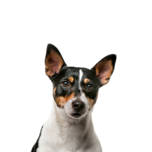Petland Woodlands, TX Toy Fox Terrier