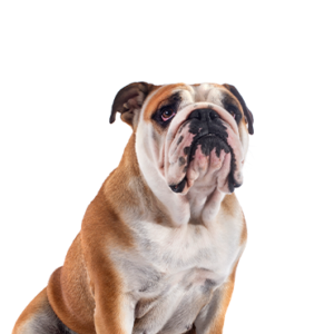 Petland Woodlands, TX Victorian Bulldog