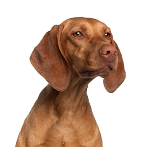 Petland Woodlands, TX Vizsla