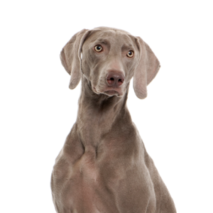 Petland Woodlands, TX Weimaramer