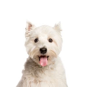 Petland Woodlands, TX West Highland Terrier