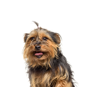 Petland Woodlands, TX Yorkie-Chon