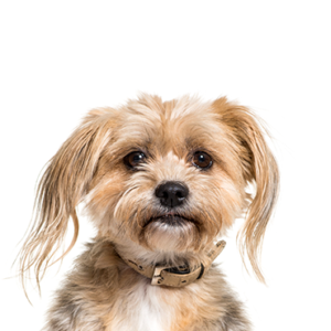 Petland Woodlands, TX Yorkiepoo