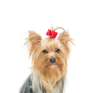 Petland Woodlands, TX Yorkshire Terrier