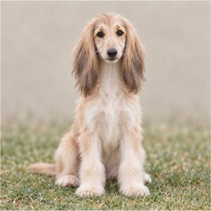 Elegant Afghan Hound with long, silky fur standing gracefully outdoors