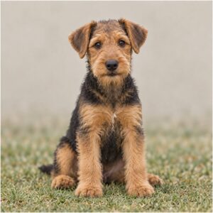 Wire-haired Airedale Terrier standing proudly, brown and black coat glistening in sunlight