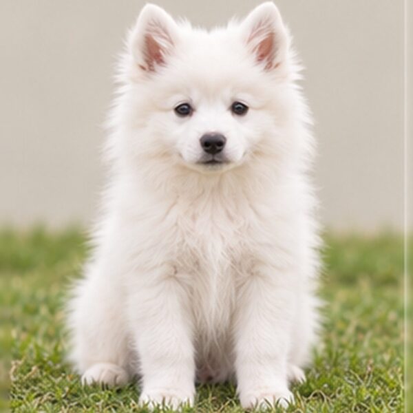 Fluffy white dog with a smiling expression, standing proudly on grass