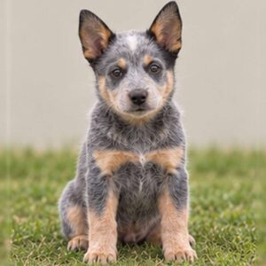 Blue-coated dog with erect ears, standing alert in grassy field