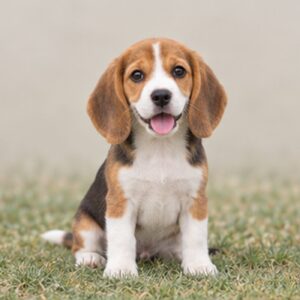 Tri-color beagle sitting upright with a curious expression and short, smooth coat