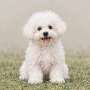 Fluffy white dog sitting proudly with a cheerful expression