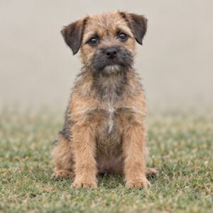 Small, wiry dog with a rough coat, alert posture, and expressive eyes