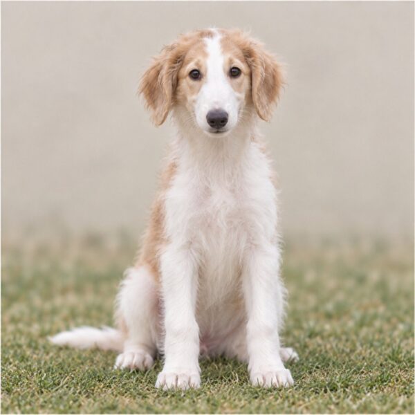 A tall, elegant Borzoi with a flowing, silky white coat sitting gracefully