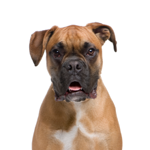 Petland Woodlands, TX Boxer