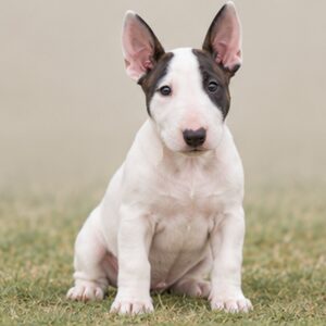 White Bull Terrier with a muscular build standing proudly and alert