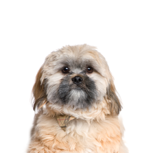 Petland Woodlands, TX Cavachon