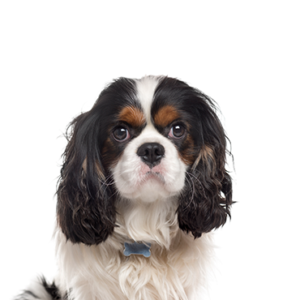 Petland Woodlands, TX Cavalier King Charles Spaniel
