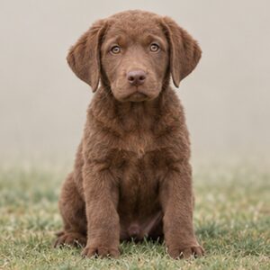 A brown Chesapeake Bay Retriever standing confidently by the water's edge