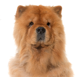 Petland Woodlands, TX Chow Chow