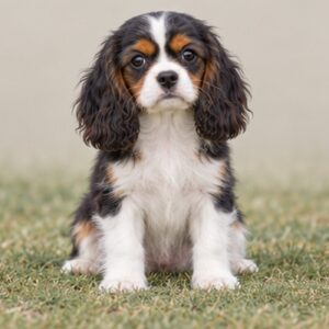 Fluffy, medium-sized dog with a golden and black coat, sitting attentively