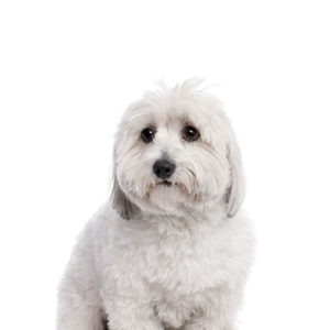 Petland Woodlands, TX Coton De Tulear
