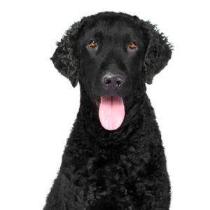 Petland Woodlands, TX Curly-Coated Retriever