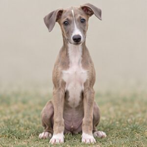 Sleek greyhound standing gracefully, showcasing short, smooth coat and alert expression