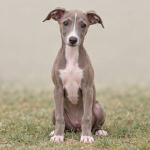 Elegant Italian Greyhound with sleek gray coat standing confidently on grass