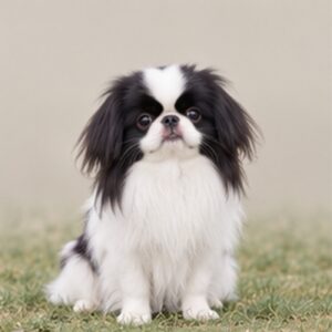 Small, elegant dog with long, flowing coat, standing proudly with a playful expression