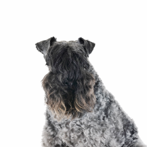 Petland Woodlands, TX Kerry Blue Terrier