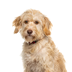 Petland Woodlands, TX Labradoodle