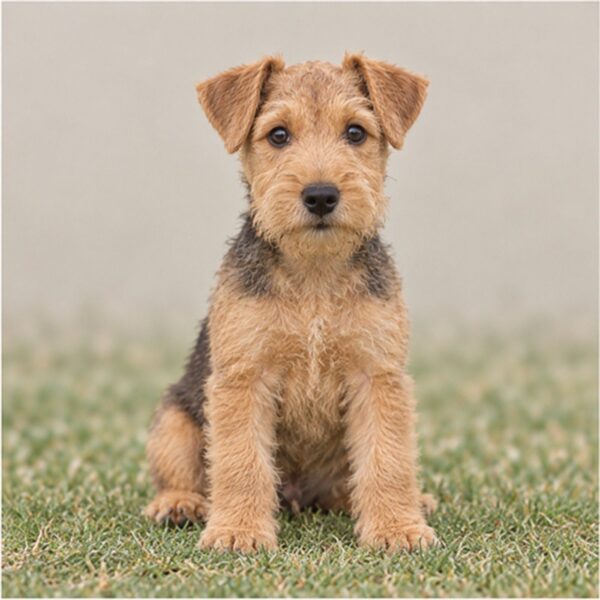 A lively Lakeland Terrier with a wiry ginger coat standing alert outdoors
