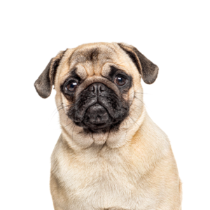 Petland Woodlands, TX Pug