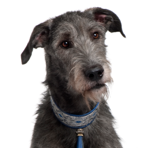 Petland Woodlands, TX Scottish Deerhound