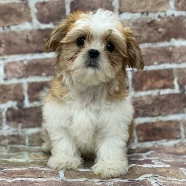 Malshi DOG Male br & wh 516 Petland Woodlands, TX