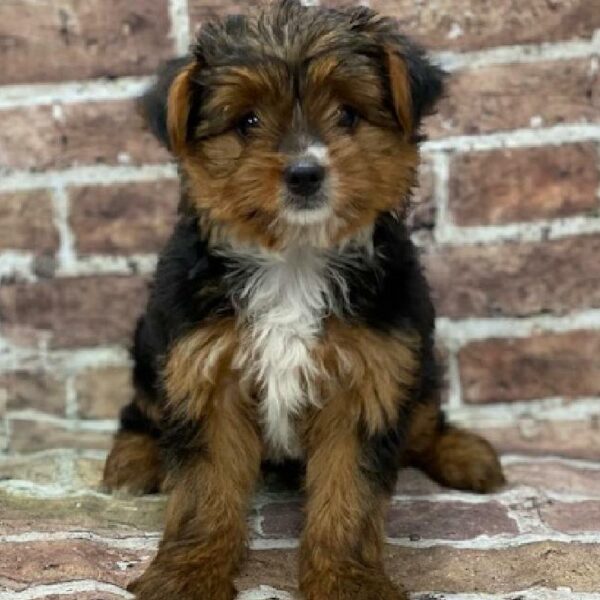 Yorkie-DOG-Male-blk & tn-510-Petland Woodlands, TX