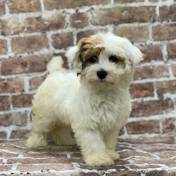 Havanese-DOG-Female-Chocolate & White-525-Petland Woodlands, TX