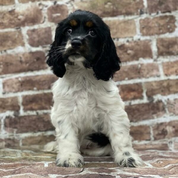 Cocker Spaniel-DOG-Female-Black & White-528-Petland Woodlands, TX