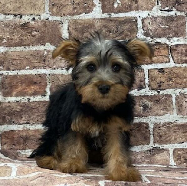 Silky Terrier-DOG-Male-Black & Tan-519-Petland Woodlands, TX