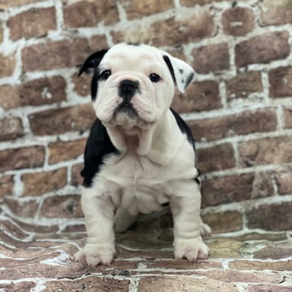English Bulldog-DOG-Male-blk & wh-529-Petland Woodlands, TX