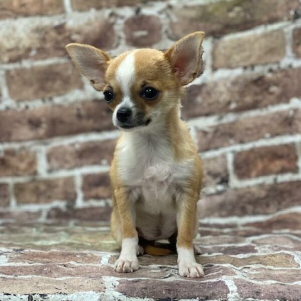 Chihuahua-DOG-Female-sbl & wh-536-Petland Woodlands, TX