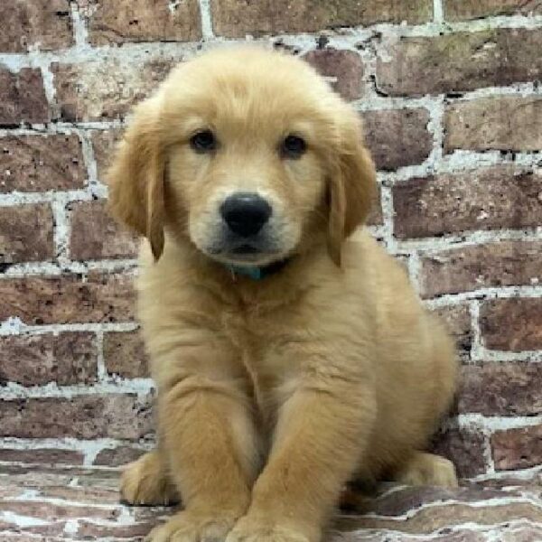 Golden Retriever-DOG-Male-golden-540-Petland Woodlands, TX