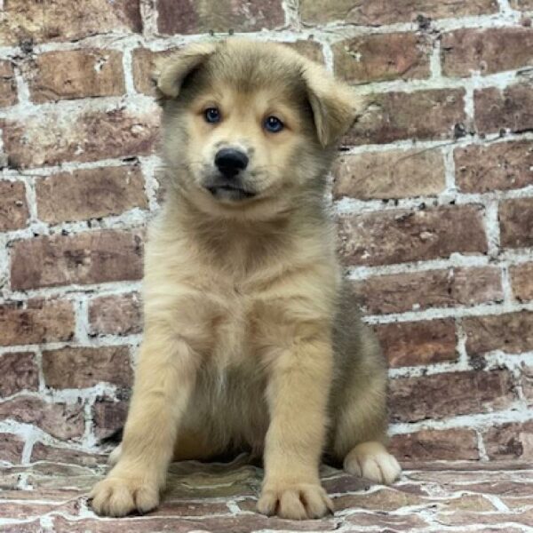 Pomsky-DOG-Male-brdl ,wh mkgs-544-Petland Woodlands, TX
